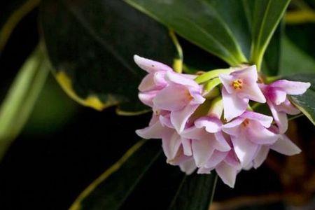 春暖花开香满屋诗句