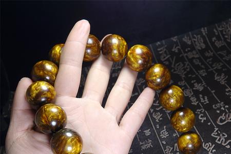 金丝海柳外貌描写