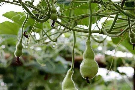 葫芦籽为什么不长葫芦