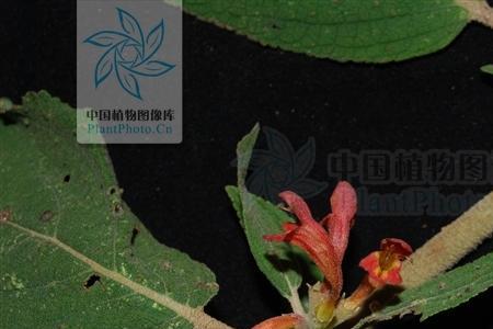 读了火把花你感受到了什么