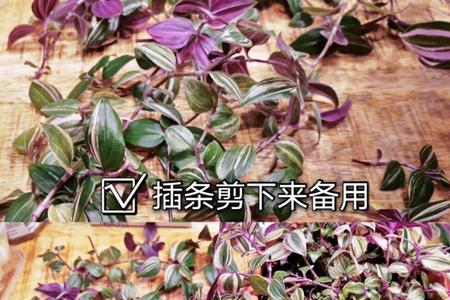 油画婚礼需要修根吗