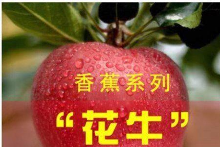 沙兰树最后一个果实怎么取
