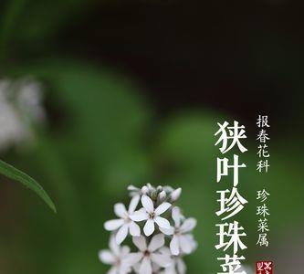凉拌珍珠菜的做法