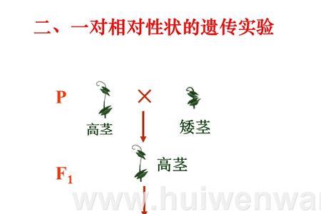 雌雄同株基因型相同吗