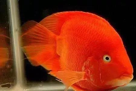 红鹦鹉鱼好吃吗