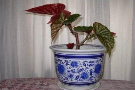 竹节海棠烂叶掉叶怎么办