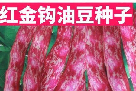 乐盈635种子东北能种吗