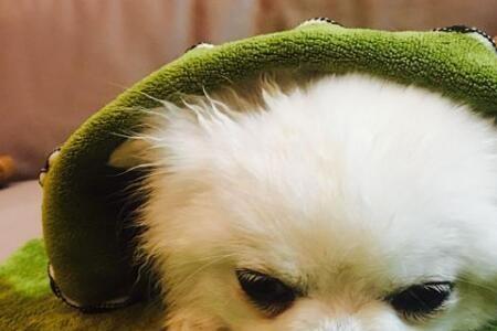 银狐犬掉毛严重吗