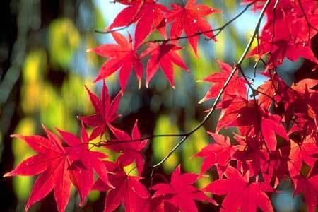 山红叶和唐枫区别