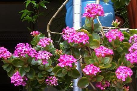 八重咲长寿梅几月开花