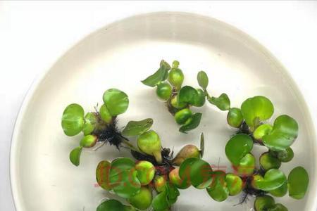 水葫芦放龟缸几天就都烂了