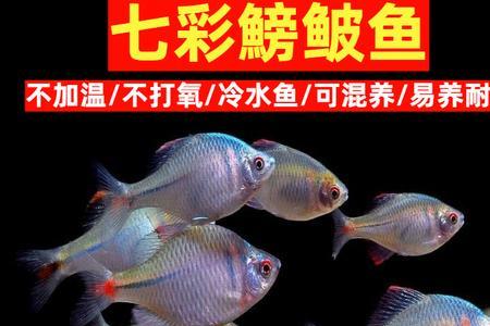 鳑鲏和兰寿能混养吗