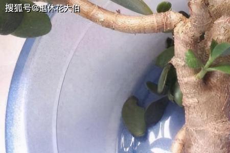 玉树死一次还能再长出来吗