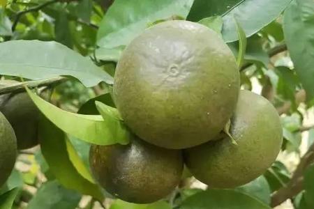 沃柑锈壁虱上果怎么处理