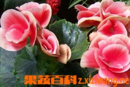 大王秋海棠的养殖方法
