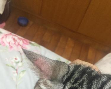 摸猫耳朵就是求婚的意思