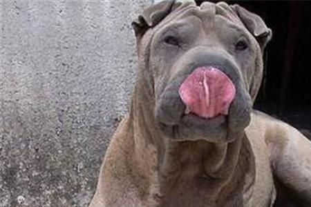 大沥骨嘴沙皮犬有立耳的吗