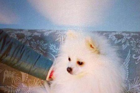 博美能不能生下两种品种的狗狗