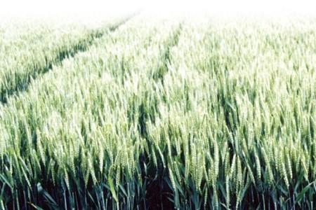 济麦38与山农43哪个好