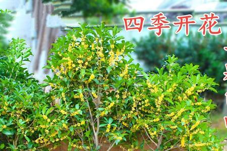 米兰和桂花哪个好养