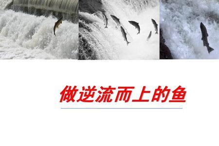 鱼逆水而上是什么精神