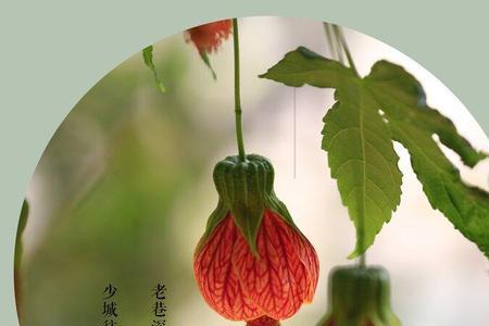 金玲花有毒吗