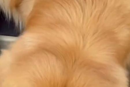 金毛幼犬每天喝多少水