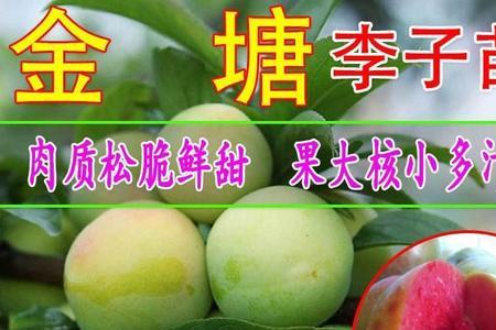 金塘李子什么时候下市