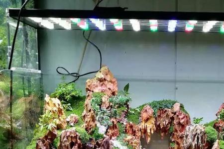 水陆缸能不能用魔点b