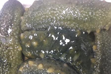 10斤活海参出多少鲜海参
