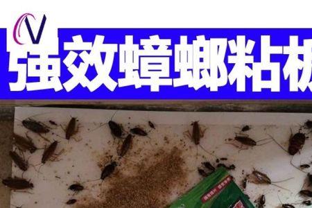 蟑螂板能放多久换