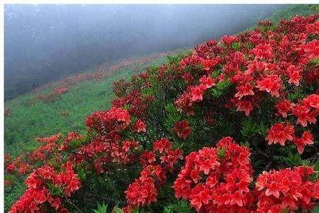 满山红寓意
