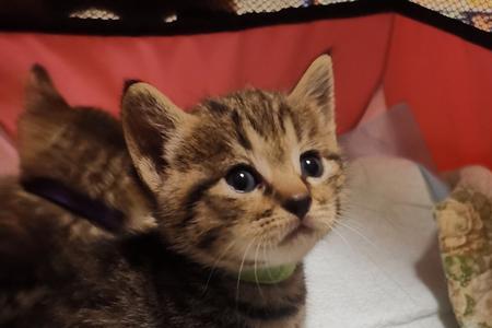 狸花猫贵还是英短贵