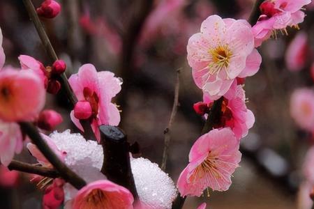 形容花开但人不在的诗