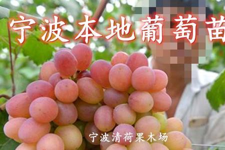 甬优一号读音