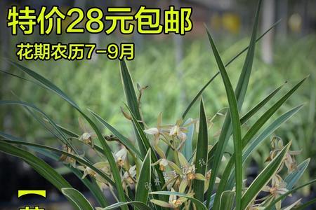 黄金彩虹兰花怎么催花