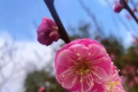 宁波梅花什么时候开