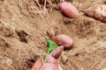 红薯保存在干沙里能过冬吗