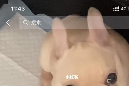 法斗长大了还能断血线吗