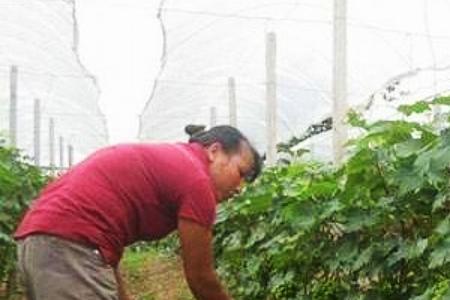 葡萄秋季移栽10月份种植技巧