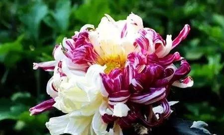 菊花紫霞仙子是什么品种