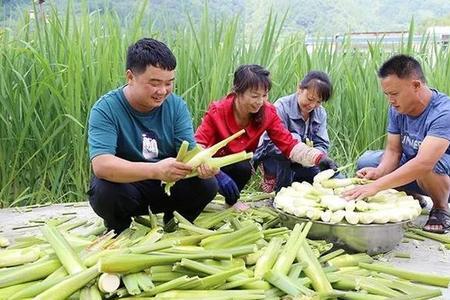 茭白为什么变绿了