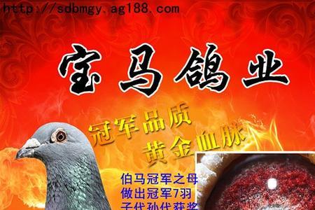 金母雌鸽4大特点