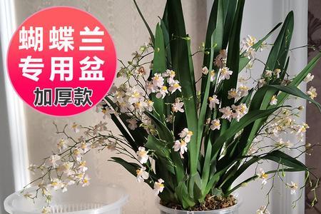 养兰花一般用几寸的盆