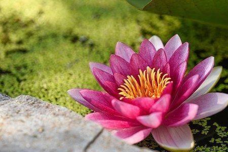 一生执着什么意思