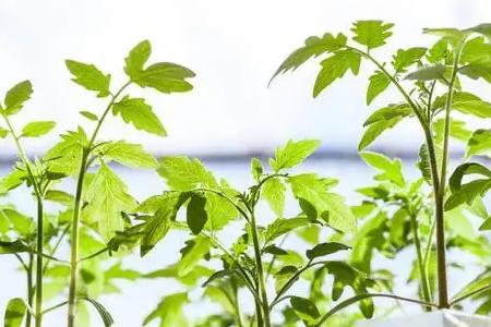 西红柿叶子哪片是第一片真叶