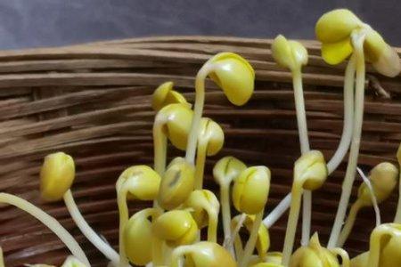 如何在家发黄豆芽
