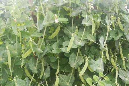 兰豆种植间距是多少
