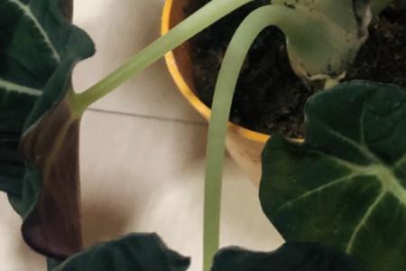 海芋移栽后如何浇水