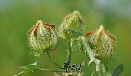 野西瓜有毒吗